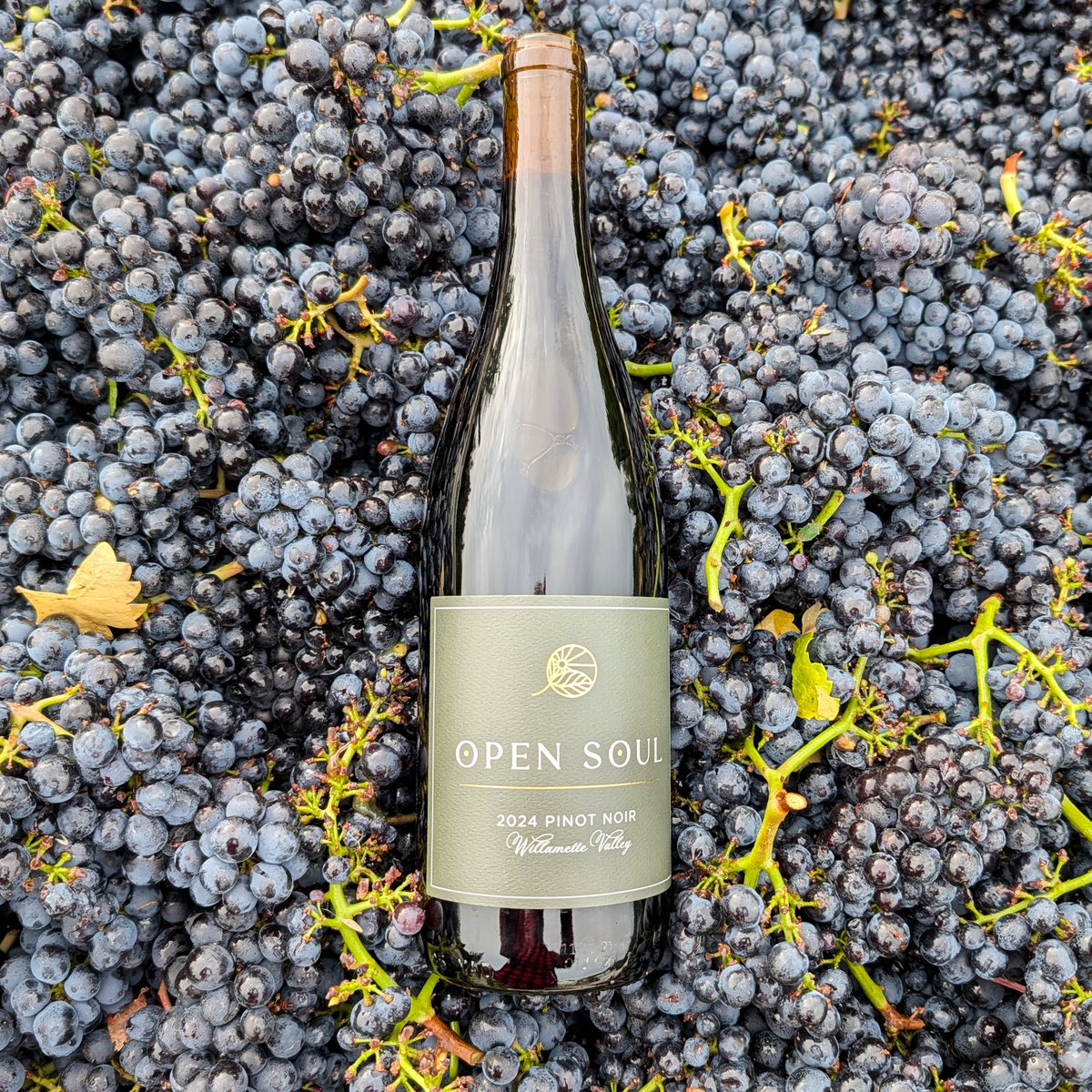 2024 Pinot Noir