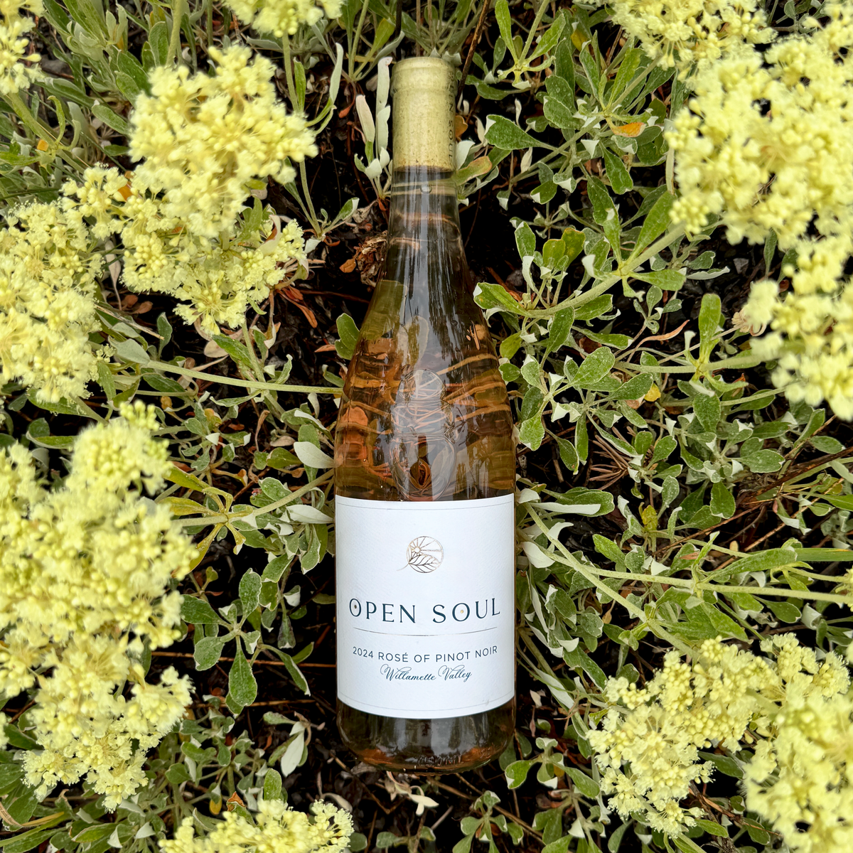 2024 Rosé of Pinot Noir