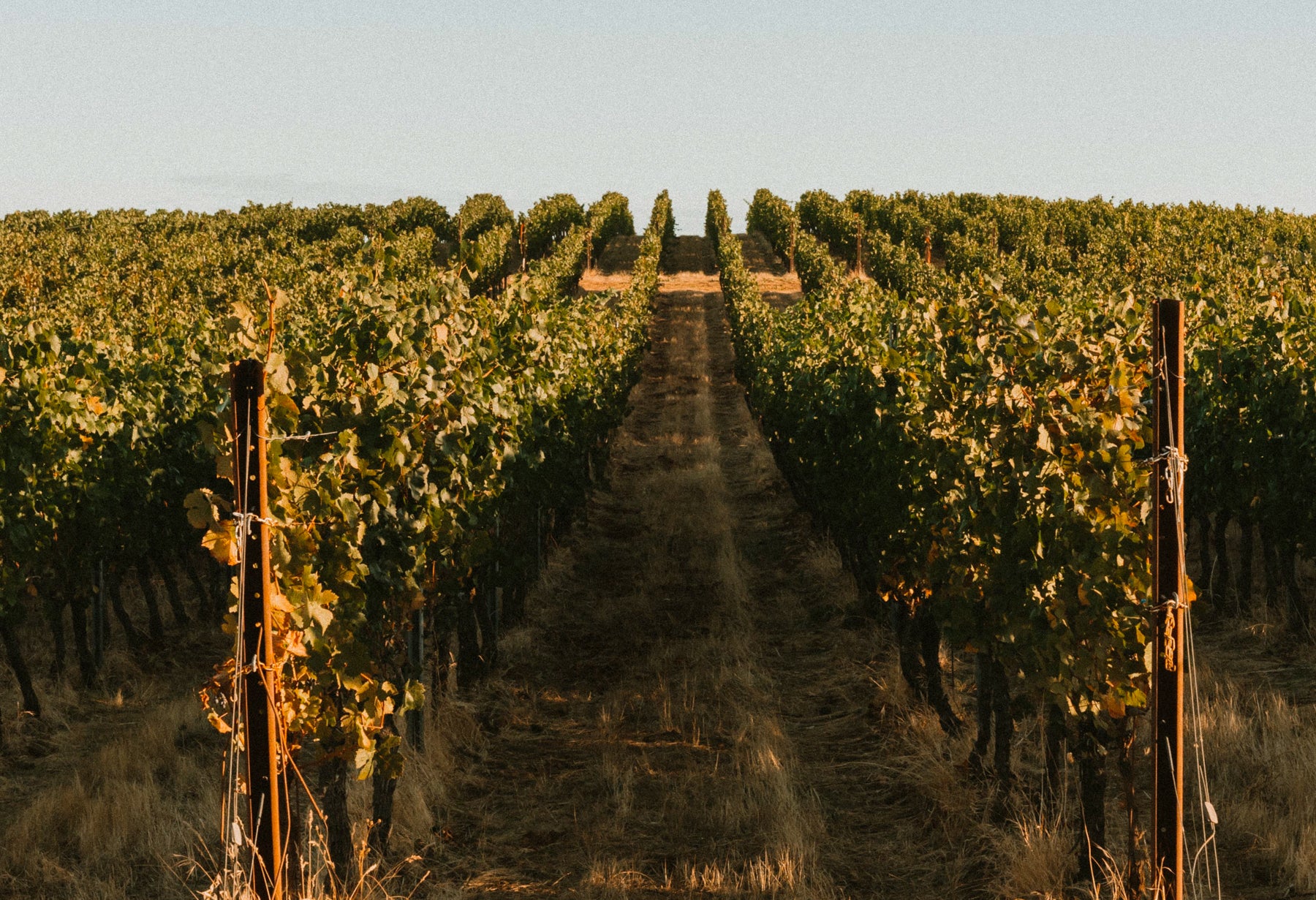 NE版 PINOT NOIR MADREPERLA 2023 Pinot Noir